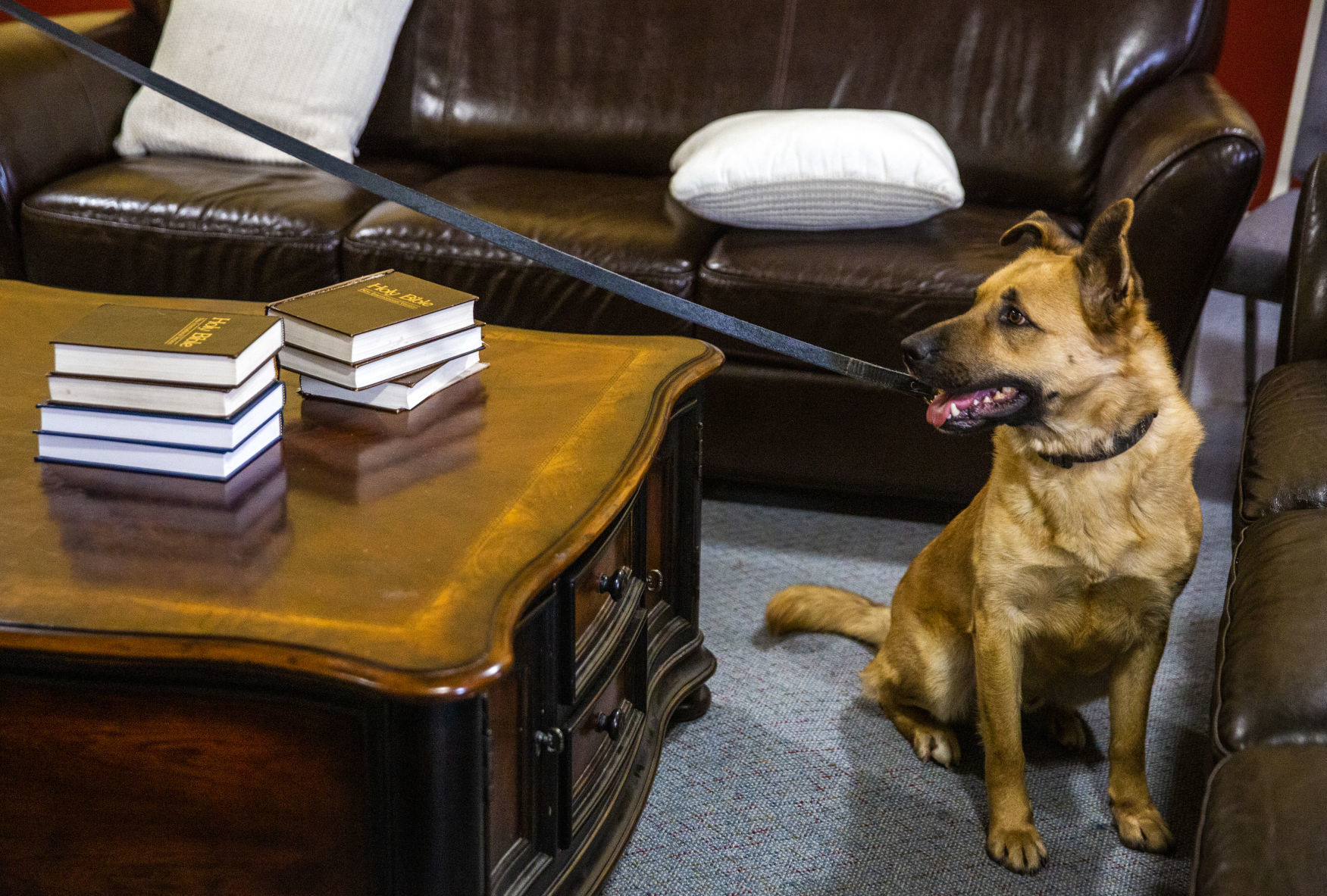 K9 training